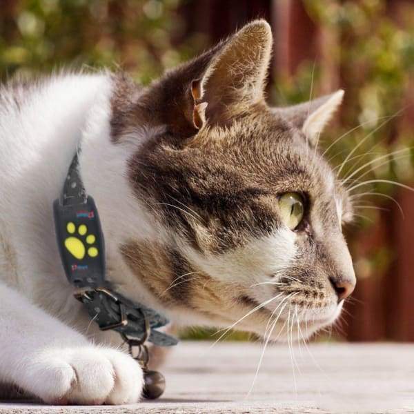PurrLux Elite GPS Tracker for Pets | Système de suivi de luxe avec mises à jour en temps réel et garantie de sécurité