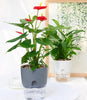 Vase Transparent Auto-arrosant – Pot de Fleurs à Double Couche avec Système d'Irrigation en Corde de Coton