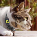 CatGuard GPS – Traceur GPS pour chats en temps réel sans abonnement