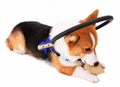 Harnais Bumper Collar BrightGuide pour Chiens Aveugles - Promenade Quotidienne