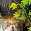 AuraLuxe Mini Spots LED Sans Fil | Éclairage d'accent dimmable pour une ambiance raffinée à la maison et au bureau