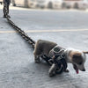 ChainLeash | La ceinture qui allie mode et fonction
