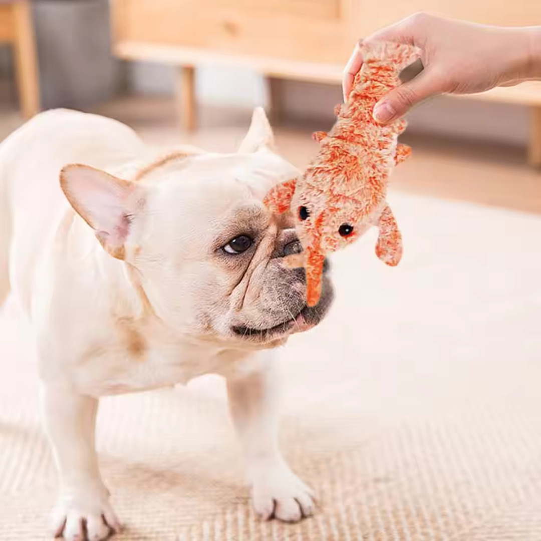 PetMotion | Gardez votre animal heureux et actif