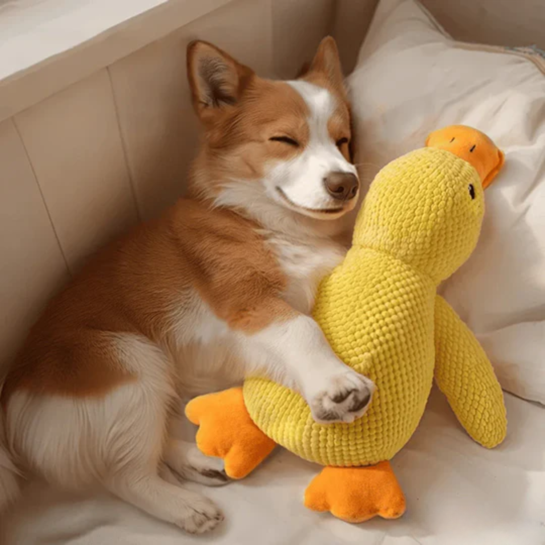 CalmQuack | Offrez à votre chien le calme et l'amusement avec les jouets apaisants en forme de canard