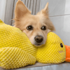 CalmQuack | Offrez à votre chien le calme et l'amusement avec les jouets apaisants en forme de canard