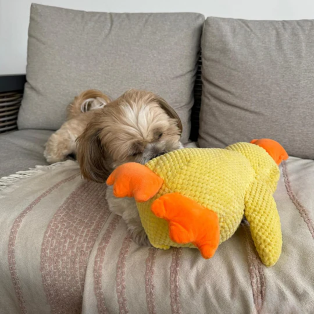 CalmQuack | Offrez à votre chien le calme et l'amusement avec les jouets apaisants en forme de canard