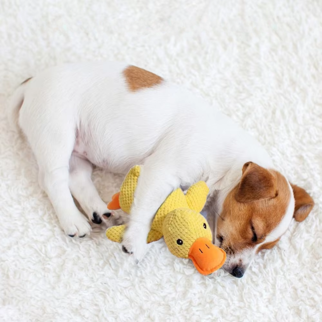 CalmQuack | Offrez à votre chien le calme et l'amusement avec les jouets apaisants en forme de canard