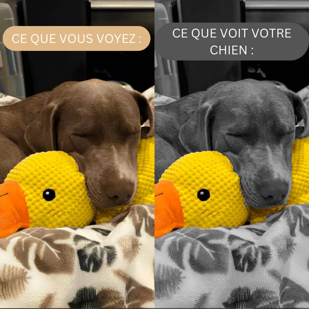 CalmQuack | Offrez à votre chien le calme et l'amusement avec les jouets apaisants en forme de canard