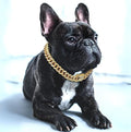 BlingPaws • Collier en Chaîne en Or pour Chien