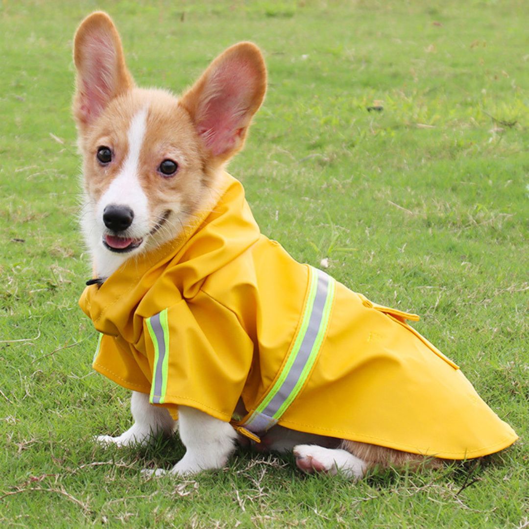 Veste de Chien Imperméable | Confortable et Durable