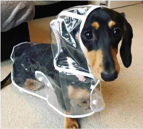 Veste de pluie transparente et imperméable pour chiens - DryPaw