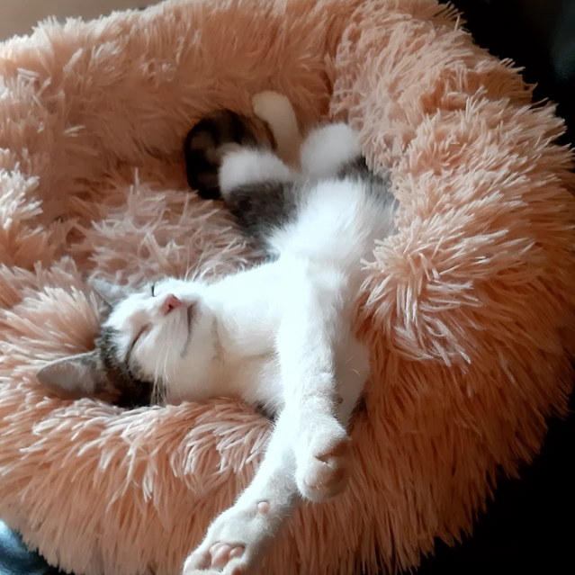 Snuggle Purr Comfort Bed | Conception en peluche pour un lieu de repos confortable et sûr