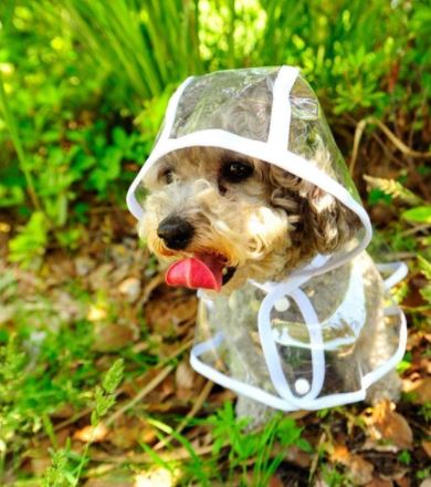 Veste de pluie transparente et imperméable pour chiens - DryPaw