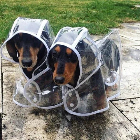 Veste de pluie transparente et imperméable pour chiens - DryPaw