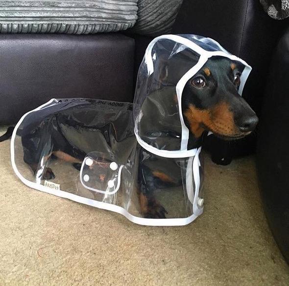 Veste de pluie transparente et imperméable pour chiens - DryPaw