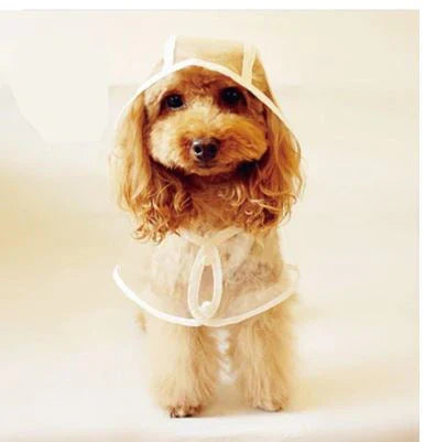 Veste de pluie transparente et imperméable pour chiens - DryPaw