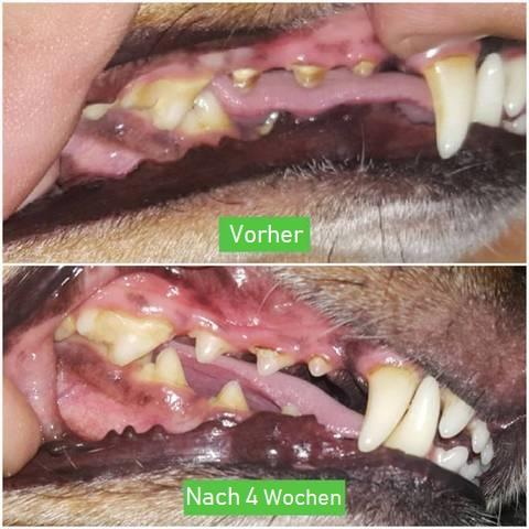 Brosse à dents pour chien - ChewyClean