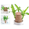 LuckyVerdant – Charme en Bois Brésilien