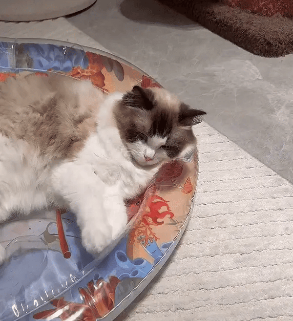 Tapis de jeu interactif pour chats – PurrPulse