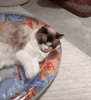 Tapis de jeu interactif pour chats – PurrPulse