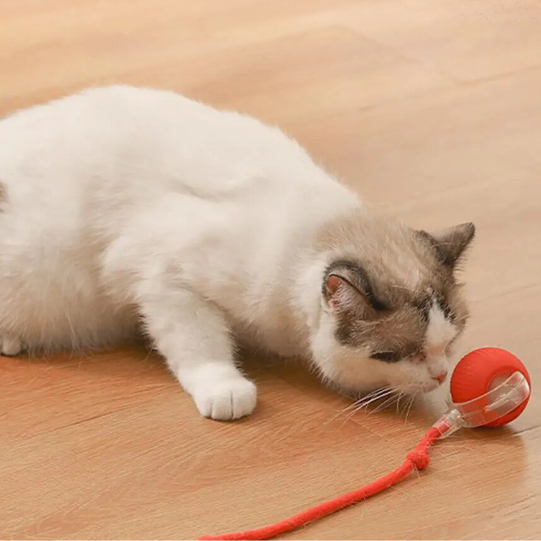 Balle de chasse interactive pour chats - PouncePal
