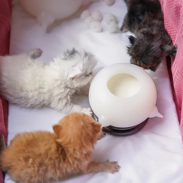 Bol à lait compact pour chatons - KittySip