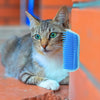 Brosse d'angle pour chats - PurrGroom