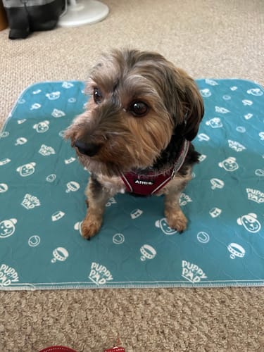 Tapis pour animaux sans fuite – Tapis de confort PetPaws