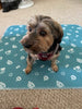 Tapis pour animaux sans fuite – Tapis de confort PetPaws