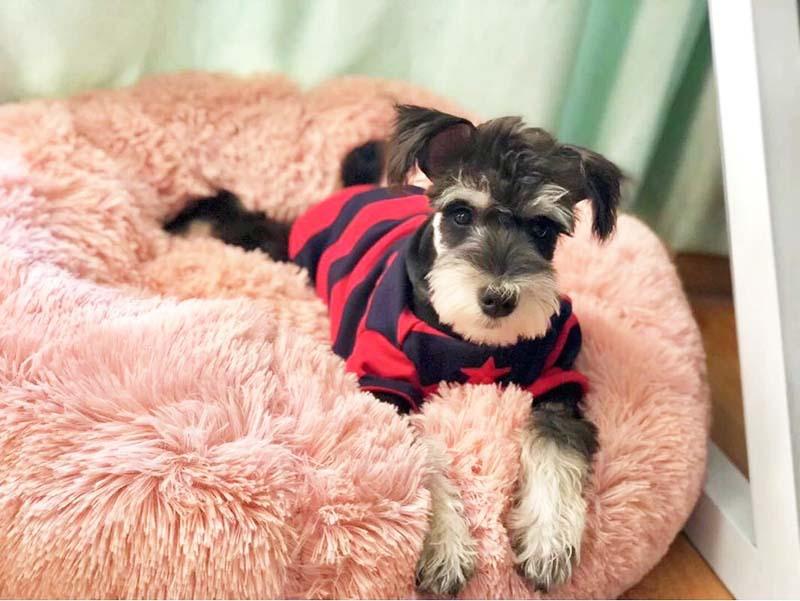 PurrElegance Luxe Donut Lit pour Chats et Chiens | Un endroit doux et élégant pour le repos de vos animaux