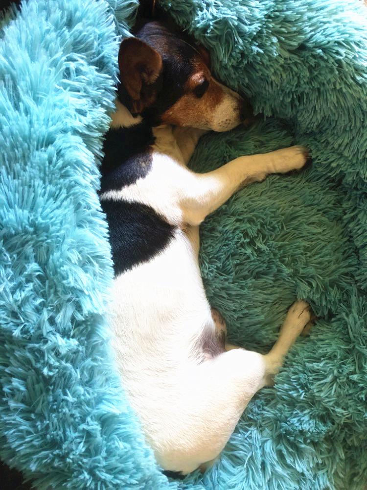 PurrElegance Luxe Donut Lit pour Chats et Chiens | Un endroit doux et élégant pour le repos de vos animaux