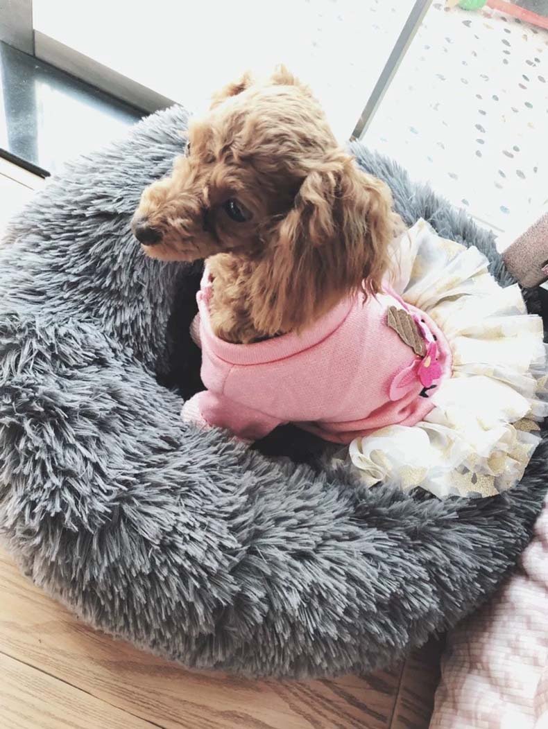PurrElegance Luxe Donut Lit pour Chats et Chiens | Un endroit doux et élégant pour le repos de vos animaux