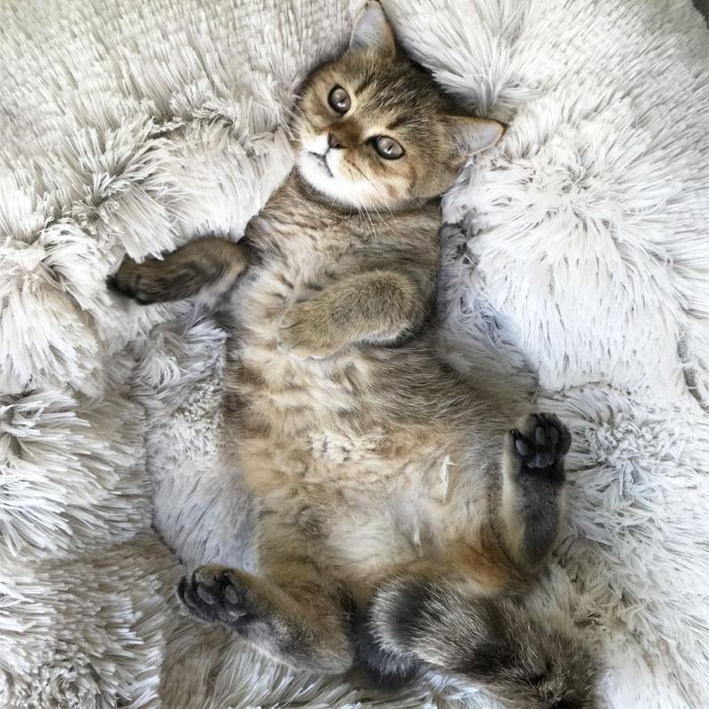 PurrElegance Luxe Donut Lit pour Chats et Chiens | Un endroit doux et élégant pour le repos de vos animaux