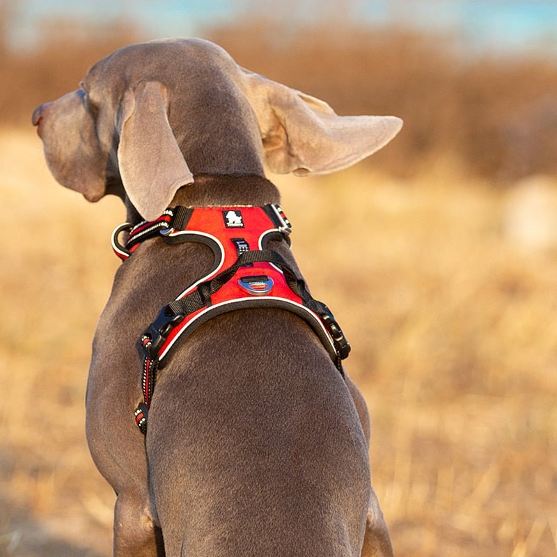 Harnais réfléchissants pour chiens | Collier réglable avec détails réfléchissants pour la sécurité