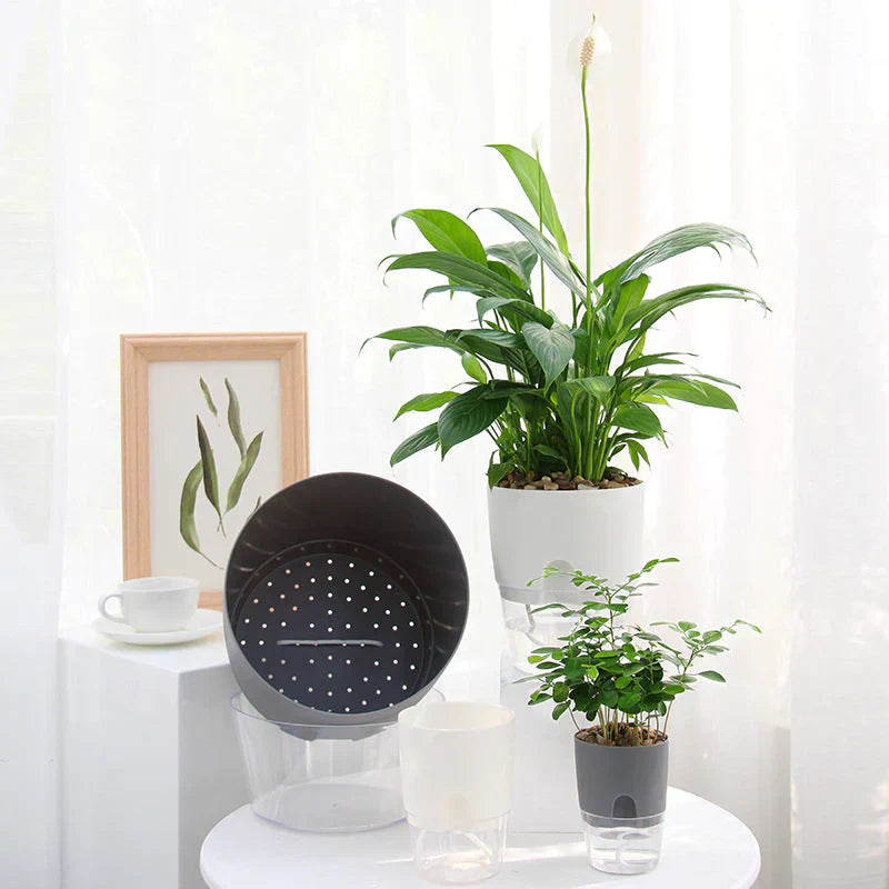 Cache-pot auto-arrosant – AquaBloom