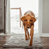 Tapis pour chien super absorbant – PawMat